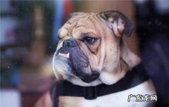 北京市禁养犬种名单 上海禁养犬种目录