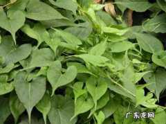 何首乌种植技术与栽培管理 怎样科学栽培何首乌