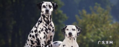 中国十大禁犬 斑点狗凶吗