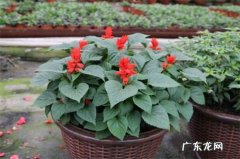 一串红的繁殖方法 一串红怎么繁殖