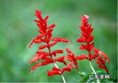 可以吃蜂蜜的花 一串红的花蜜能吃吗
