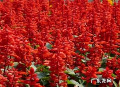 一串红什么季节开花一串 一串红什么季节开