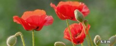 虞美人花寓意 虞美人草花语
