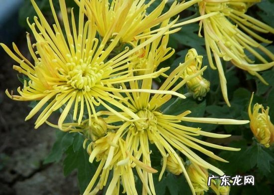 悬崖菊的介绍 怎样培养悬崖菊