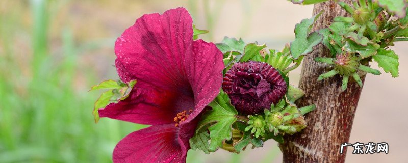 扶桑花怎么浇水不掉花苞 扶桑花花蕾总掉快速补救方法