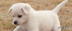 腊肠犬断尾图片 小白狗是什么品种