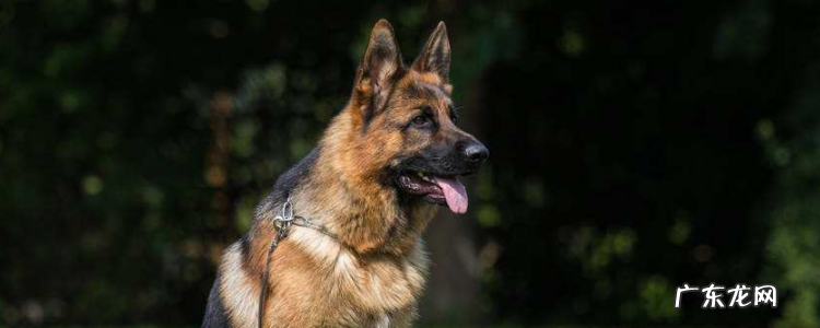 央视回应炸死军犬处理结果 怎么领养淘汰的小警犬
