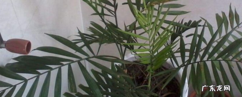 植物散尾葵适合室内养还是室外养 散尾葵适合在室内养吗