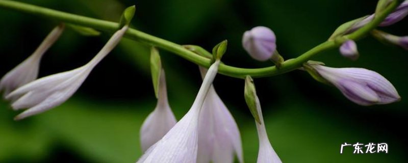 玉簪花的养殖方法和注意事项 玉簪花用多深的盆养殖