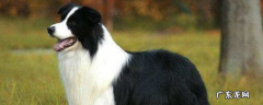 边牧几年就开始变凶咬人 边境牧羊犬咬人吗