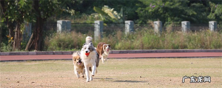 边牧体型参照图 边境牧羊犬的特征
