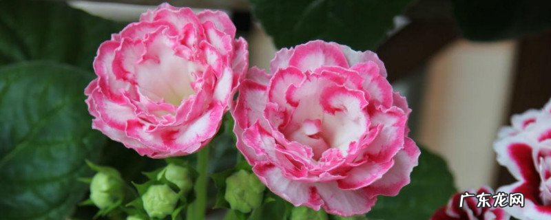小岩桐花的养殖方法 新买的大岩桐花怎么养