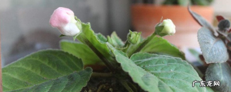为什么大岩桐花苞总是不开花就落了 大岩桐花花苞开不起来