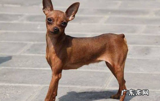 办狗证的好处和坏处 办狗证可以不打芯片吗