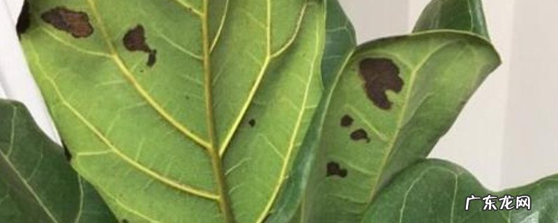 琴叶榕受冻后的表现 琴叶榕冻伤了怎么办