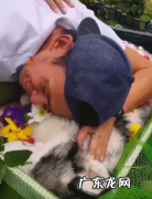 狗狗死后第一站到哪里 狗狗因病去世