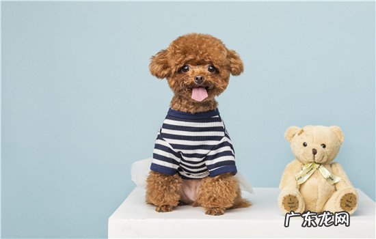 狗狗拉黑便但是很活泼 狗狗吃了狗粮拉的屎是黑色的