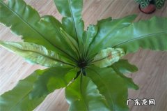鸟巢蕨新叶子缺损是什么原因 鸟巢蕨烂心了怎么办