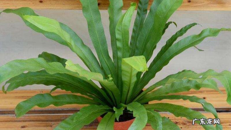 鸟巢蕨的养殖方法和注意事项视频 鸟巢蕨的养殖方法和注意事项