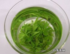 苦丁茶是什么植物 苦丁茶是什么