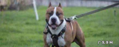 斯塔福犬容易伤人吗 斯塔福多大开始凶