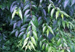 苦丁茶的坏处 您养过苦丁茶吗