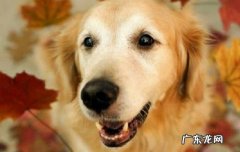 狗狗怎么托运到外省 狗狗可以坐火车吗