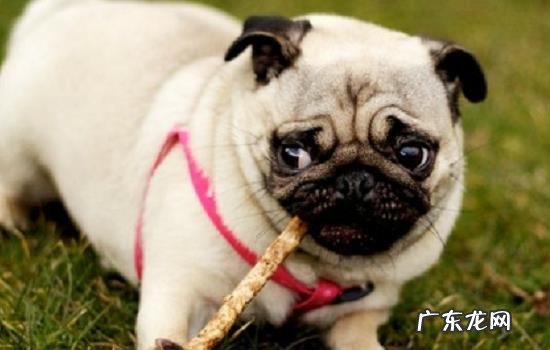 家里人打架狗狗为什么会劝 狗会劝架吗