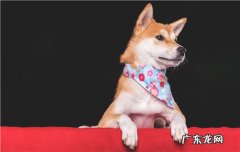 狗狗一边长了两颗尖牙 狗有尖牙吗