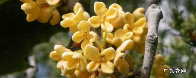 天香台阁和日香桂哪个花期长 天香台阁和日香桂区别