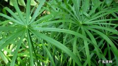 旱伞草可以水培吗 旱伞草的养殖方法