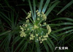 旱伞草是水生植物吗 怎样科学繁殖旱伞草