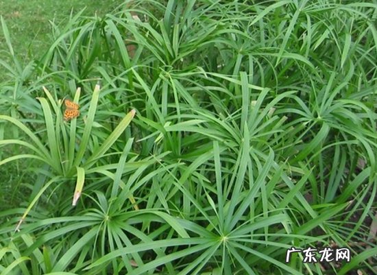 旱伞草叶子发黄怎么办 旱伞草苞片发暗