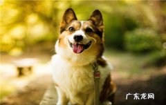 养狗注意事项 秋天养狗要注意什么？
