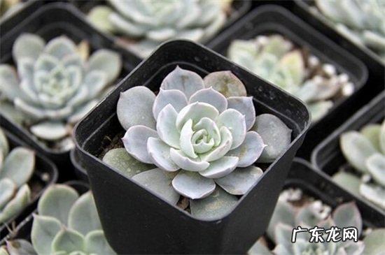 高原石莲花的功效与作用 石莲花的功效与作用