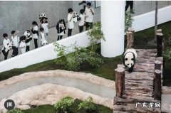 馄饨皮小王子合影京京四海 卡塔尔小王子用四川话召唤大熊猫