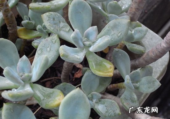 石莲花的功效与作用图片 有什么办法能使石莲花的叶子更鲜艳