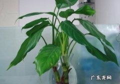 竹子如何保持绿色 怎样让竹节万年青常年翠绿