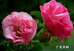 芙蓉花怎么养家庭养法 芙蓉花怎么养