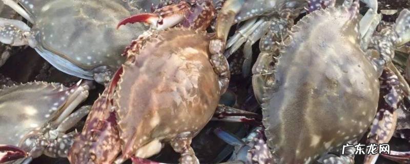 梭子蟹死了多久不能吃,梭子蟹死了多久不能吃肉变质