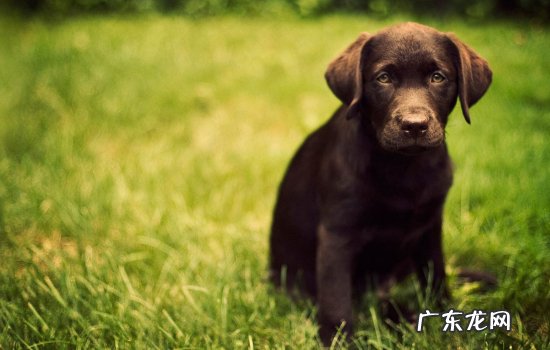 狗吃了电池多久有反应 狗狗吃了电池怎么办?