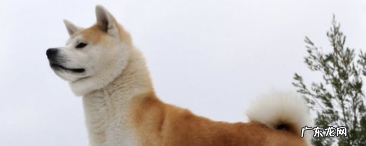 秋田犬为什么禁养 秋田多大开始认主人