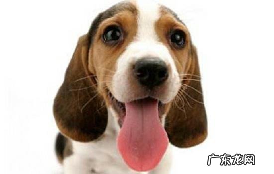 什么狗好养智商高掉毛少 查理王小猎犬掉毛吗