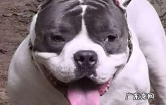 恶霸犬为啥养的都后悔 恶霸犬多少钱一只