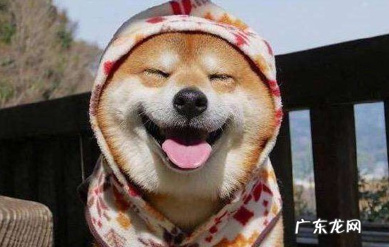 500元买个柴犬可能吗 柴犬多少钱一只幼崽