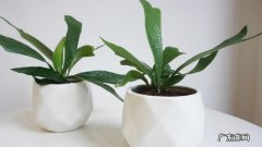 鹿角蕨的种植方法 鹿角蕨的养殖方法