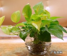黄金葛的养殖方法和注意事项 栽植黄金葛应注意哪些问题