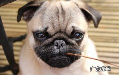 巴哥母犬把自己的幼崽吃了 巴哥多少钱一只幼崽