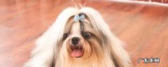 三个多月的茶杯约克夏 一般小型约克夏4个月多少公斤
