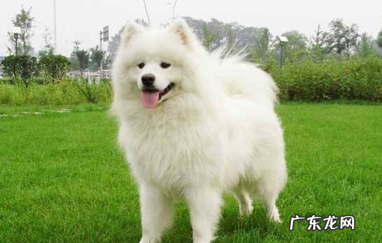 银狐犬为什么很少人养 银狐犬和萨摩耶的区别